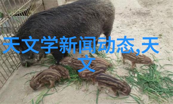 颗粒剂机械设计要点分析安全性可靠性和清洁度