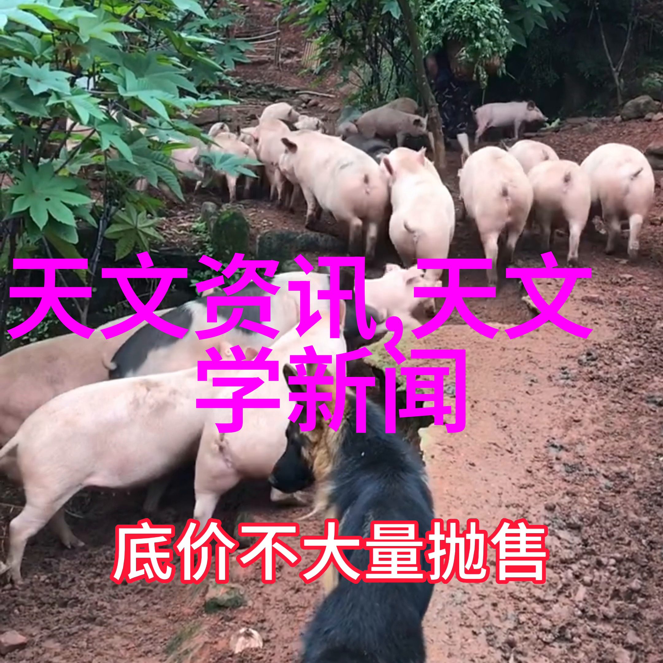 入画设计的原则是什么