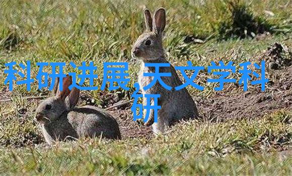 什么是不锈钢陶瓷填料为什么它在工业中如此受欢迎