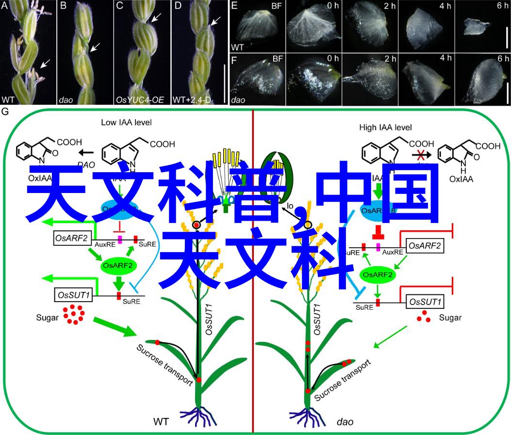 冰晶之心冷冻设备的科学与应用