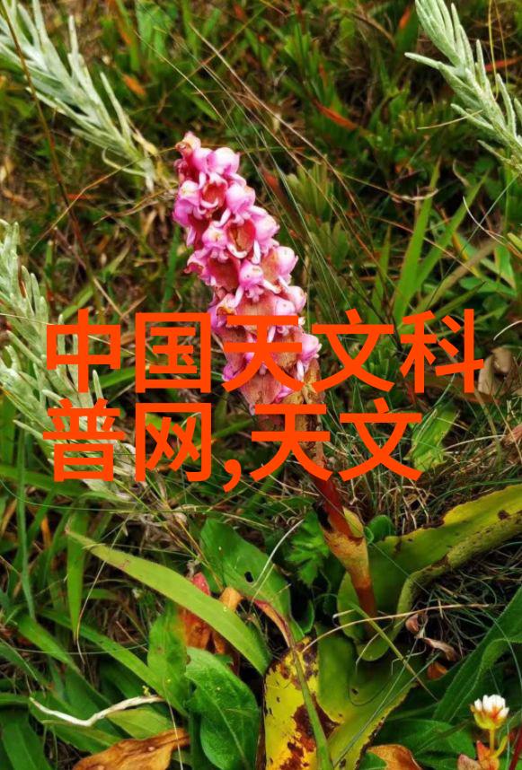 我年轻漂亮的继坶3一段不平凡的生活篇章
