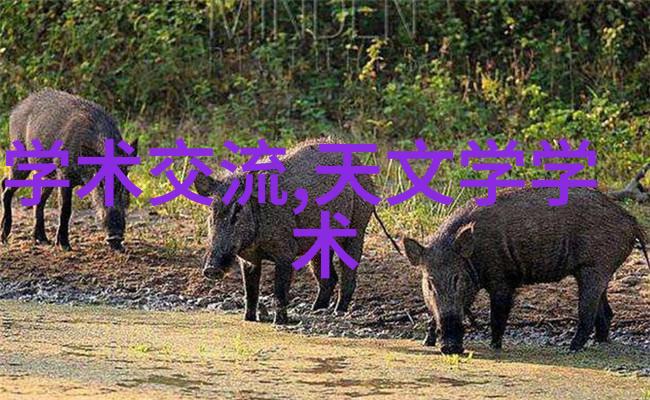 建筑装饰装修工程全程解析从设计到施工的每一个环节