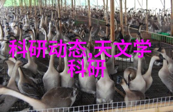 中国摄影艺术与名家探索深度剖析中国摄影史风格与代表人物