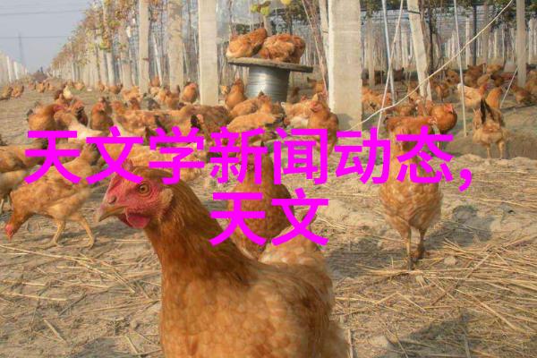 装修大师从免费到奢华的奇幻之旅