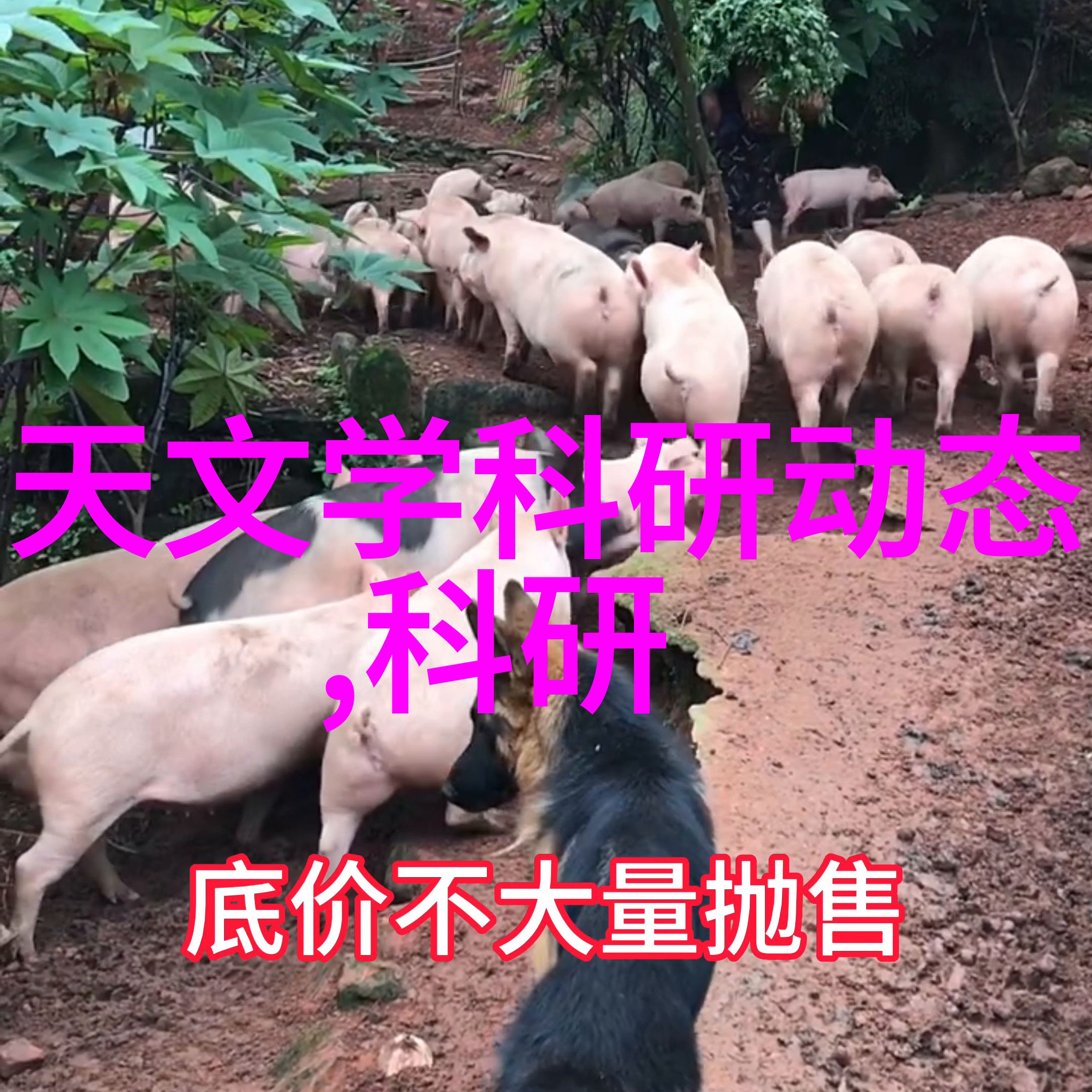 网络之巢探秘隐蔽的填料网世界