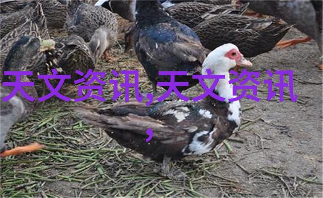 重生之归零逆袭新篇章从失败到成功的故事