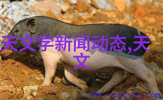 从零到英雄项目可行性报告的逆袭之旅