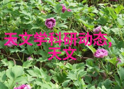 个人信用报告-揭秘你的信用档案如何阅读和维护个人信用报告