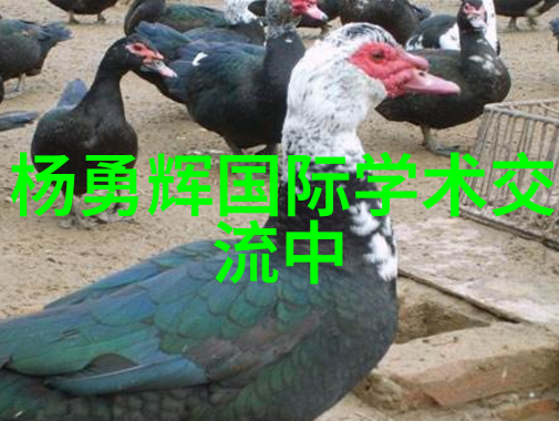 家庭的清泉污水处理器的逆袭