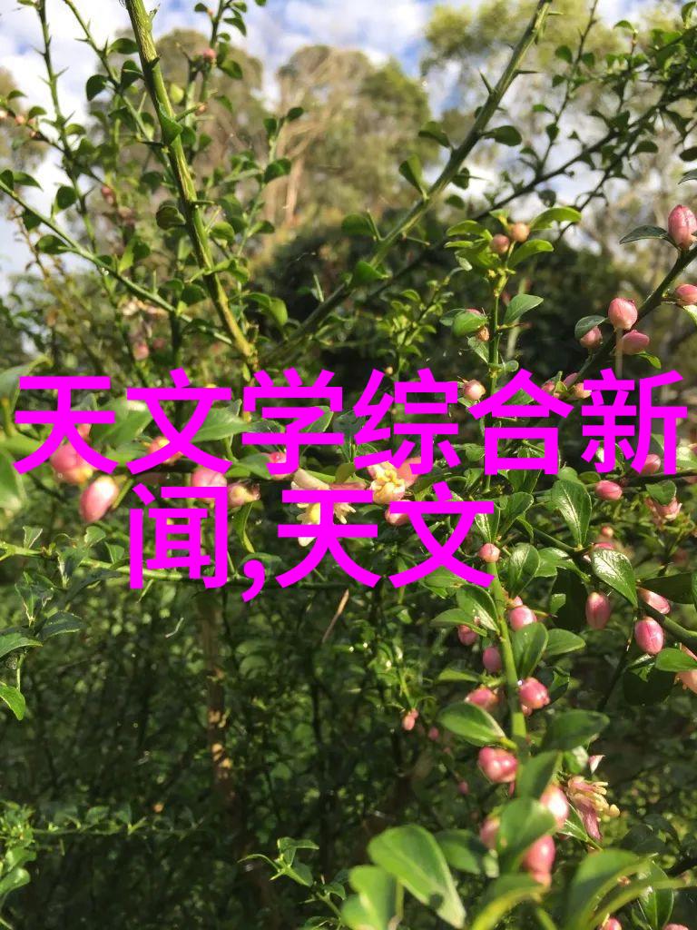 宝宝的扇贝奇迹揭秘它们夹巴的神秘艺术
