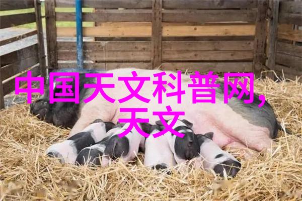 输送机械设备-高效物料搬运输送带链条系统与胶轮的智能结合