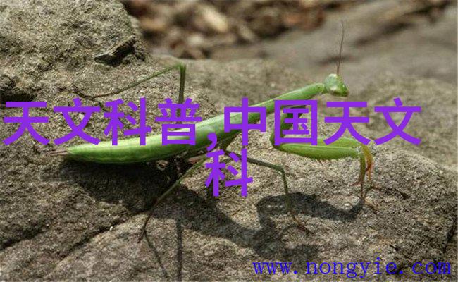 能量收集器守护夜幕下的秘密花园