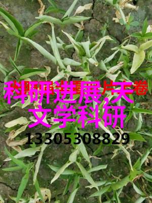 化工材料-PP填料塑料工业的关键成分与应用探究