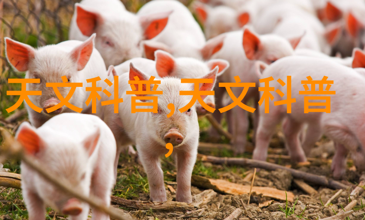 洗碗机使用技巧如何高效清洁餐具
