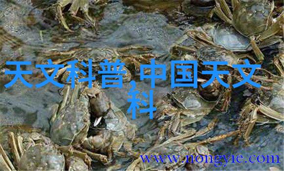重庆钢结构桥梁之冠城市的脊梁