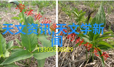 半导体求职上海威旭的芯片挑战者